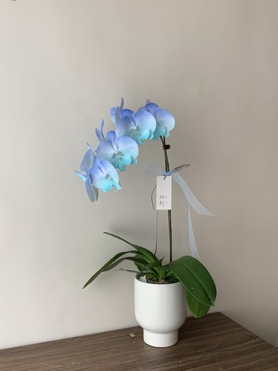 染色蘭花 - 漸層藍2