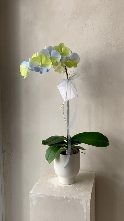 染色蘭花 - 黃藍3