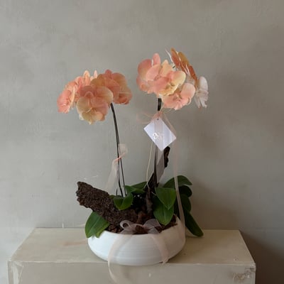 染色蘭花組盆 - 水蜜桃1