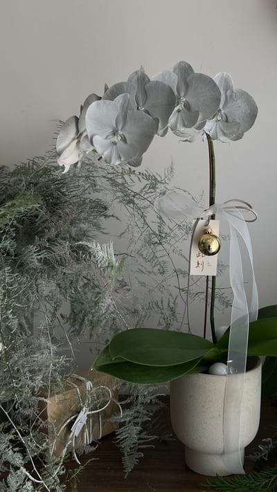 Christmas Orchid  - Silver4
