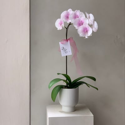 染色蘭花 - 粉白3