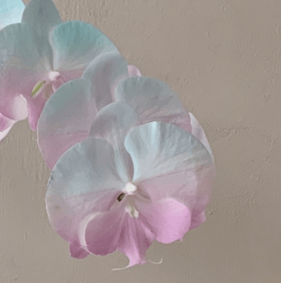 染色蘭花 - 綠粉2