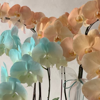 染色蘭花組盆-六株2