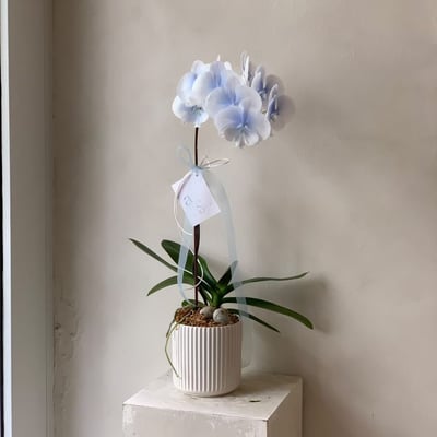 染色蘭花 - 漸層藍白3