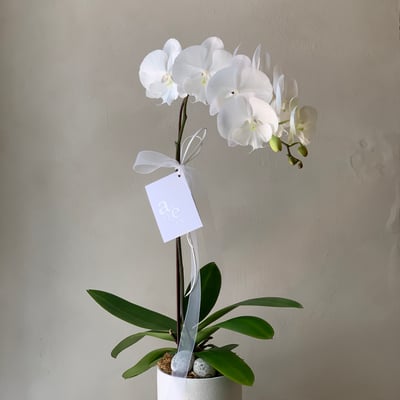 天然蘭花 - 純白5