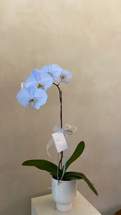 染色蘭花 - 天藍2