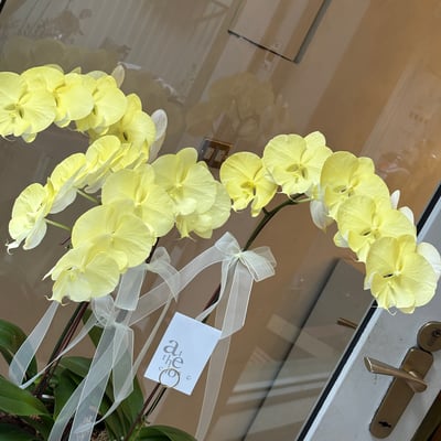 染色蘭花組盆 - 鵝黃2