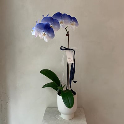 染色蘭花 - 藍白1