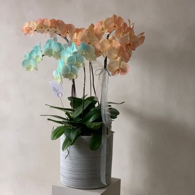 染色蘭花組盆-六株4