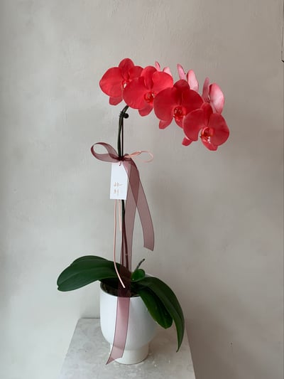 染色蘭花 - 大紅大喜2