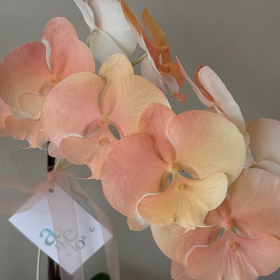 染色蘭花組盆 - 水蜜桃5