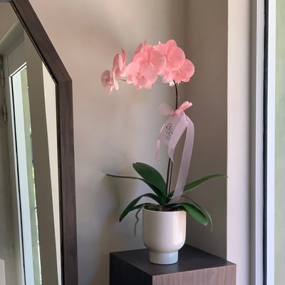 染色蘭花 - 淺粉2