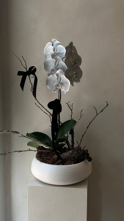 染色蘭花組盆 - 消光銀2