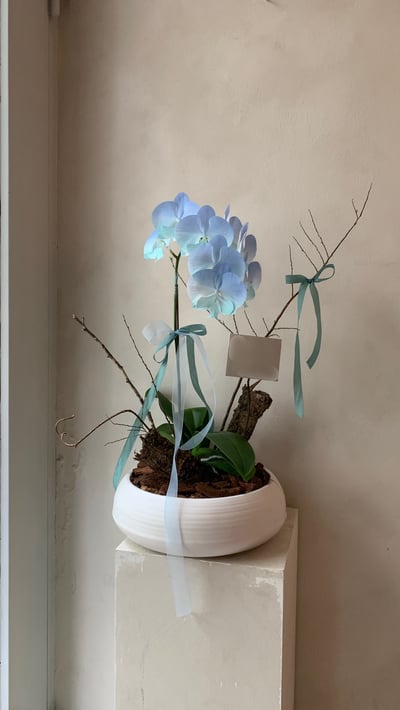 組盆蘭花 - 漸層藍2