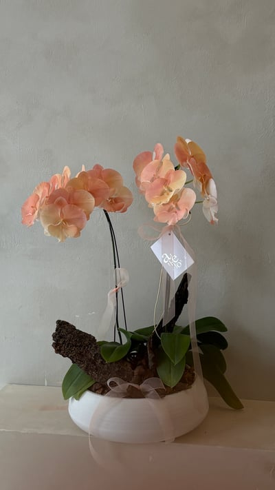 染色蘭花組盆 - 水蜜桃2
