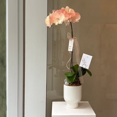 染色蘭花 - 水蜜桃1