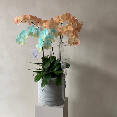 此刻風格蘭花組盆課程1