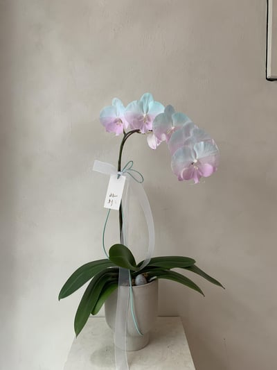 染色蘭花 - 綠粉4