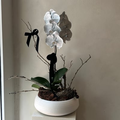 染色蘭花組盆 - 消光銀1