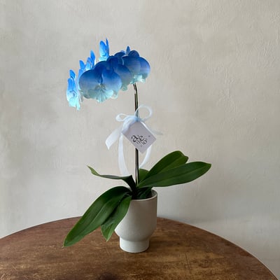 染色蘭花 - 漸層深藍1