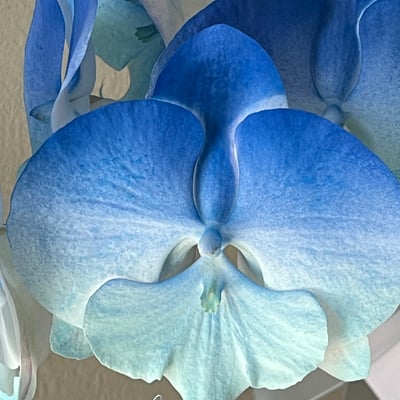 染色蘭花 - 漸層深藍3