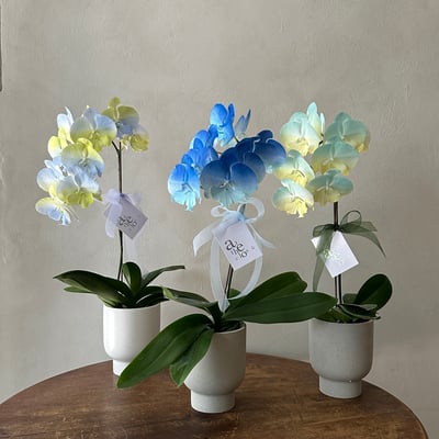 染色蘭花 - 漸層深藍2