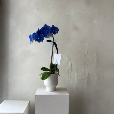 染色蘭花 -靛藍3