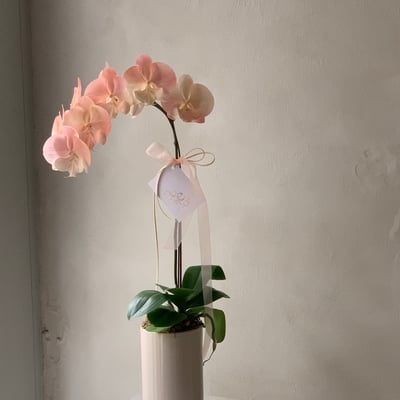 染色蘭花 - 水蜜桃3