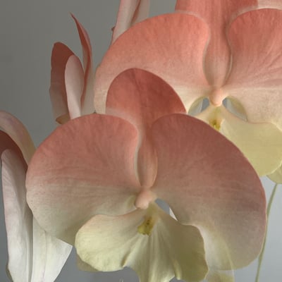 染色蘭花 - 橘黃1