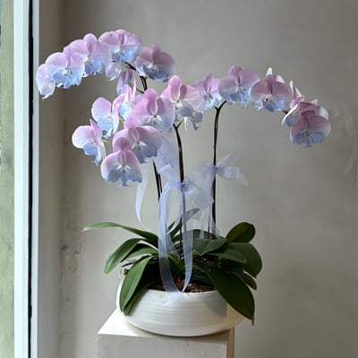 染色蘭花組盆 - 藍紫1