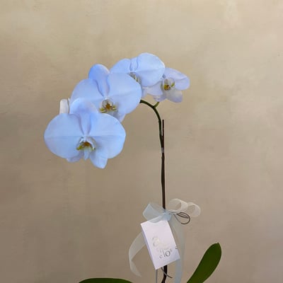 染色蘭花 - 天藍1