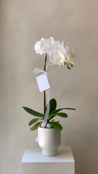 天然蘭花 - 純白3
