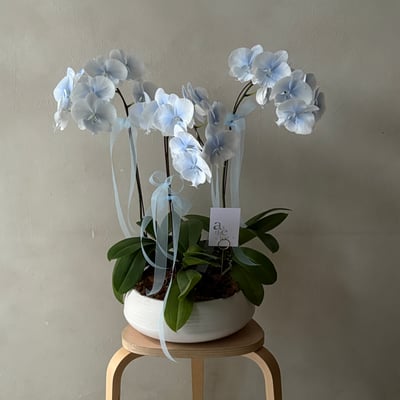 此刻風格蘭花組盆課程2