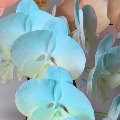 染色蘭花組盆-六株5