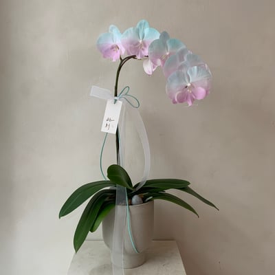 染色蘭花 - 綠粉1