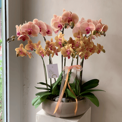 天然蘭花組盆 - 橘黃色系1