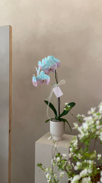 染色蘭花 - 綠粉4