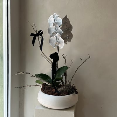 染色蘭花組盆 - 消光銀3