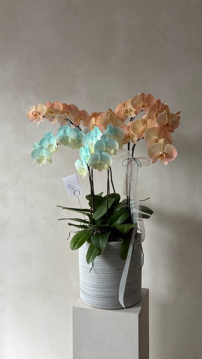 染色蘭花組盆-六株6