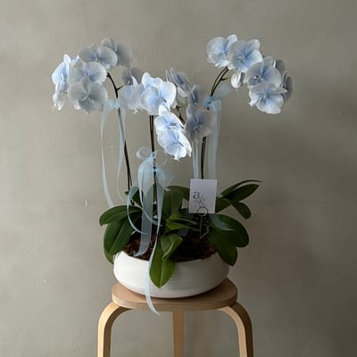 染色蘭花組盆 - 漸層藍白1