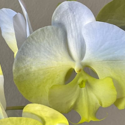 染色蘭花 - 黃藍2