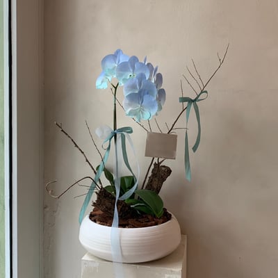 組盆蘭花 - 漸層藍1