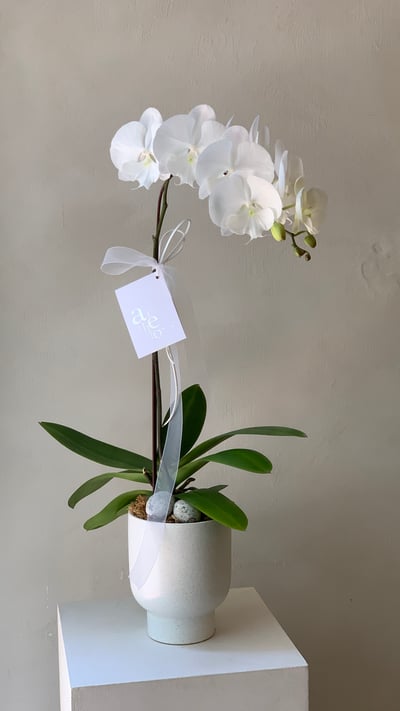 天然蘭花 - 純白4