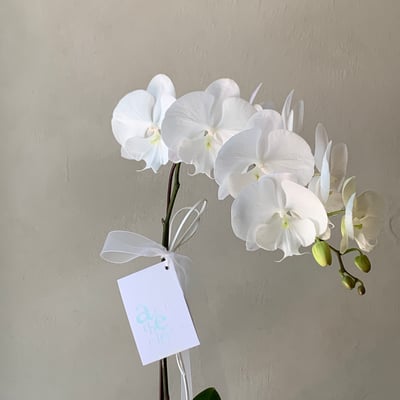 天然蘭花 - 純白2