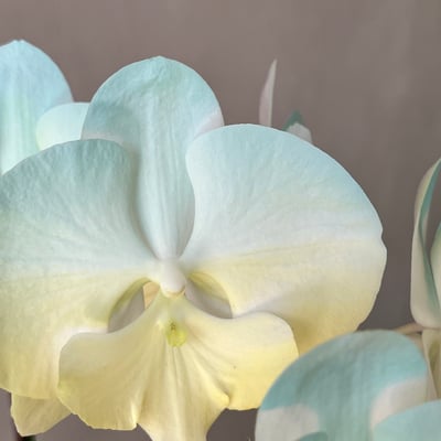 染色蘭花 - 黃綠2