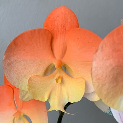 染色蘭花 - 漸層橘2