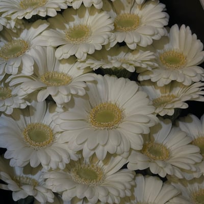 5 支白色非洲菊花束2