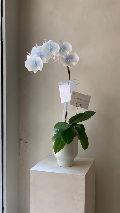 染色蘭花 - 漸層藍白2