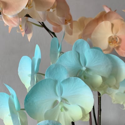 染色蘭花組盆-六株3