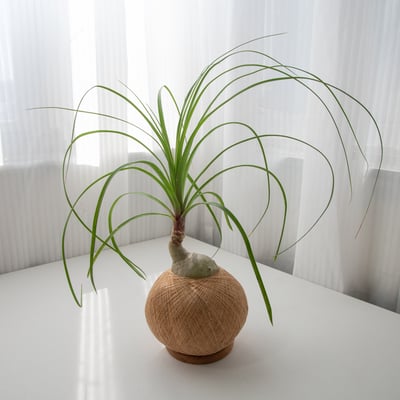 酒瓶蘭 手作植栽苔球5